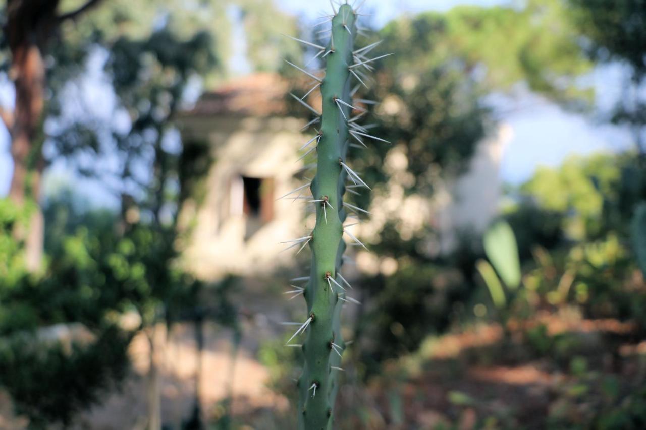 Case Di Berto Capo Vaticano Kültér fotó